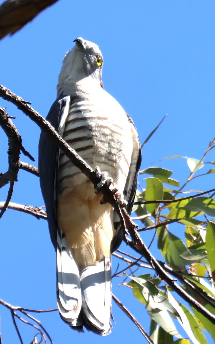eBird Checklist - 6 Jun 2026 - Toohey Ridge Track - 16 species