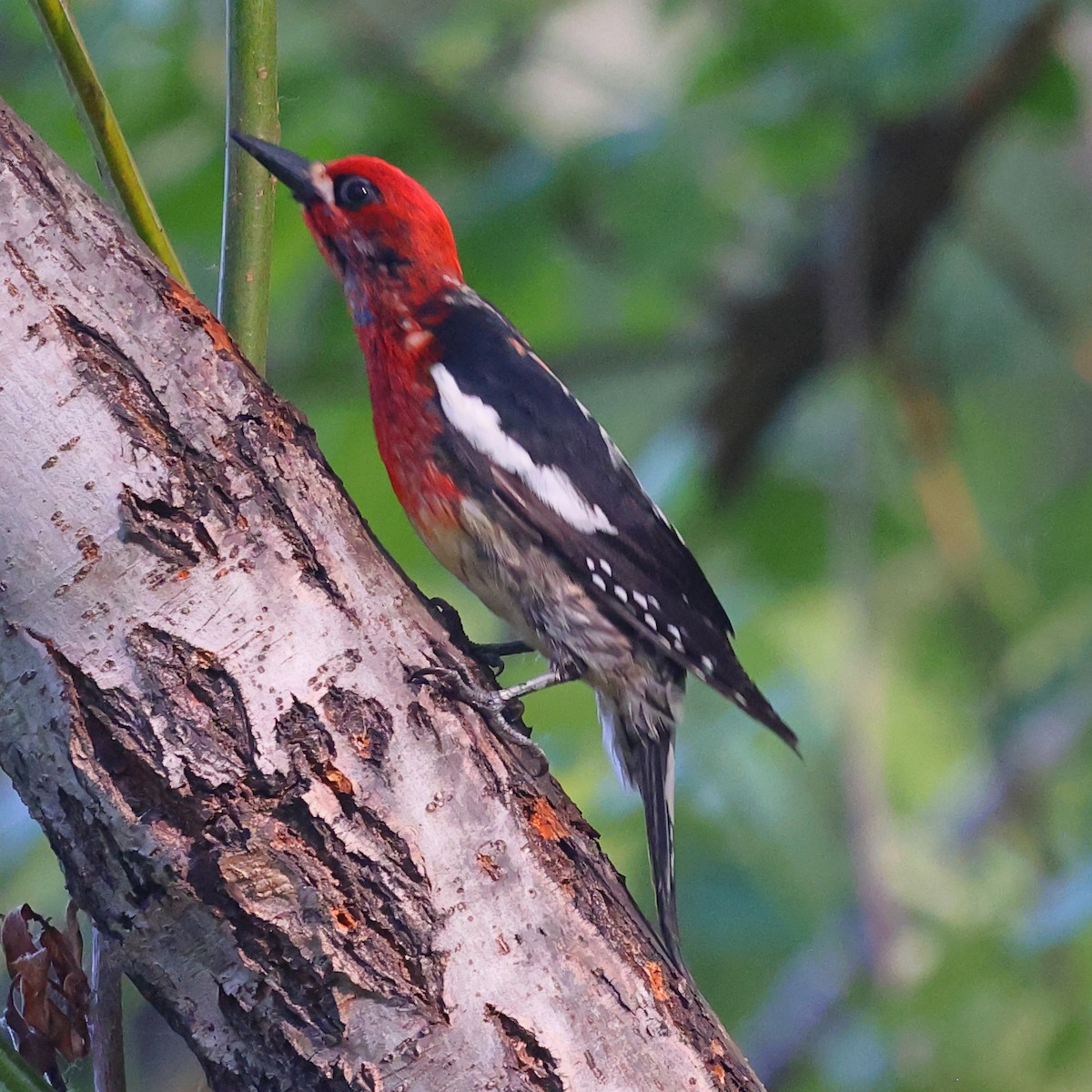 Red-breasted Sapsucker - ML659159815
