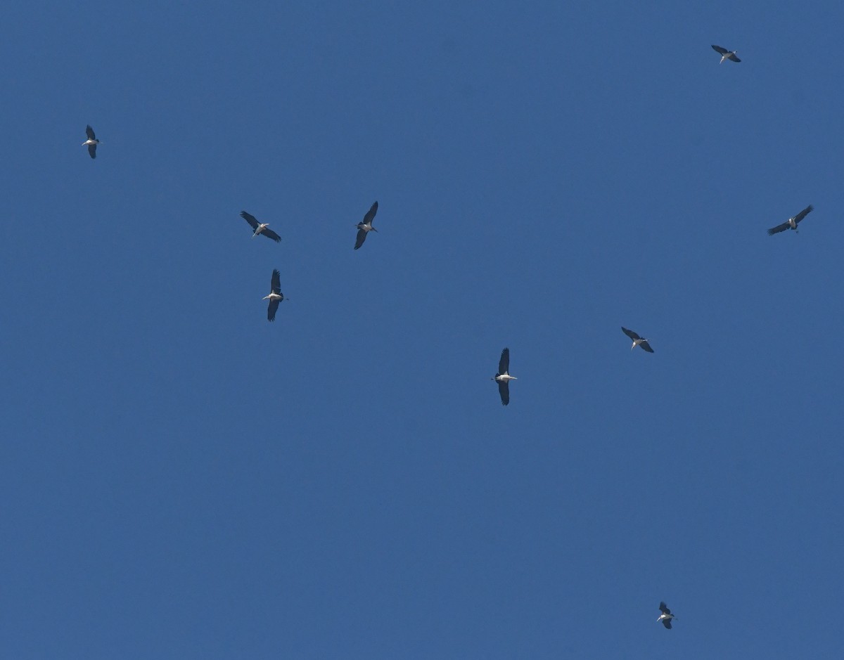 marabu africký - ML659159860