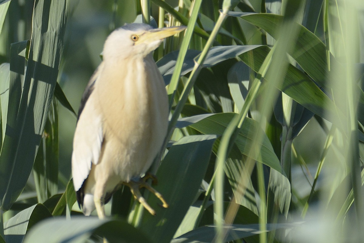 Little Bittern - ML659159873