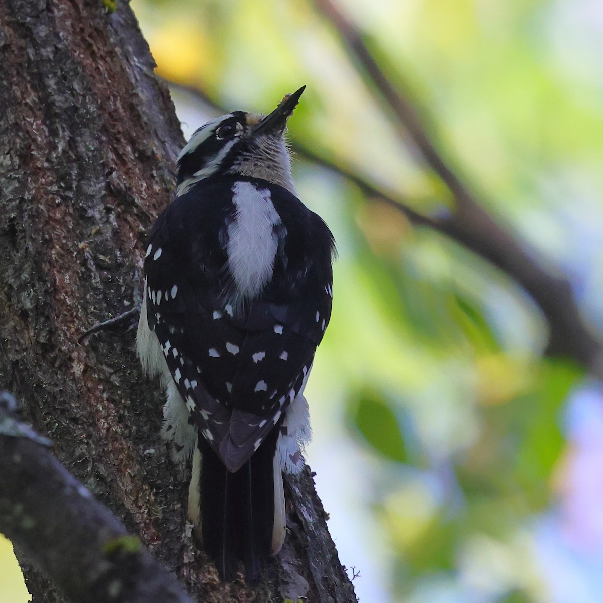 Downy Woodpecker - ML659160013