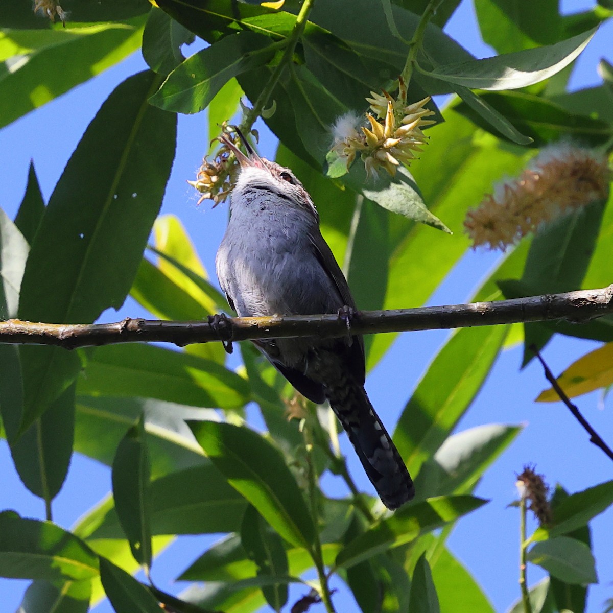 Bewick's Wren - ML659160014