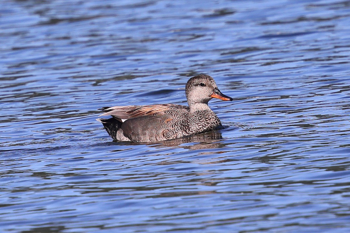 Gadwall - ML659160038