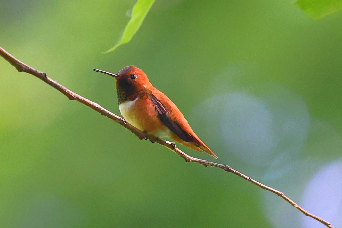 Rufous Hummingbird - ML659160248