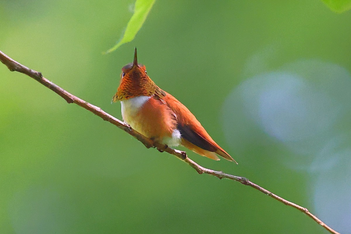 Rufous Hummingbird - ML659160250
