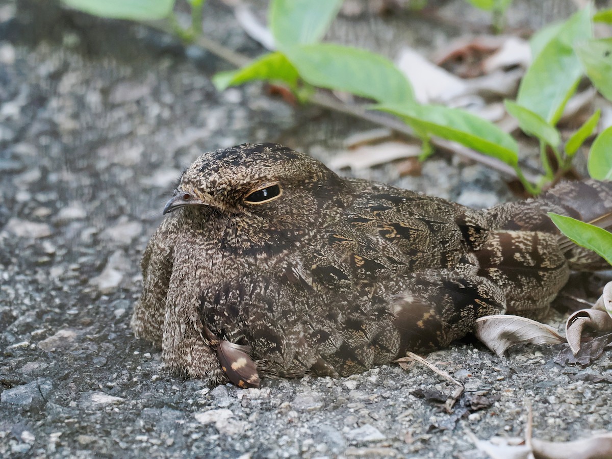 eBird Checklist - 6 Jun 2026 - Turut Track - 17 species