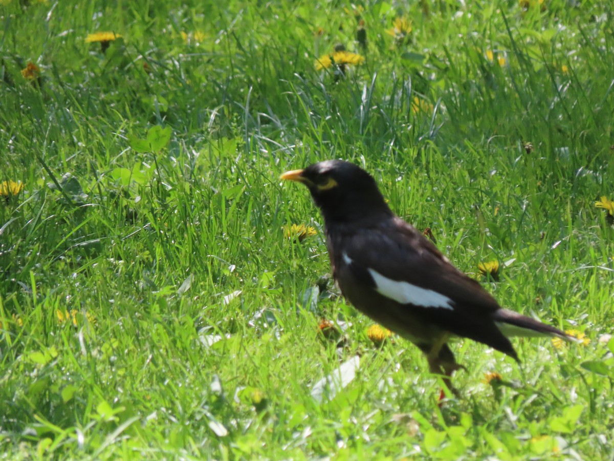 Common Myna - ML659160725