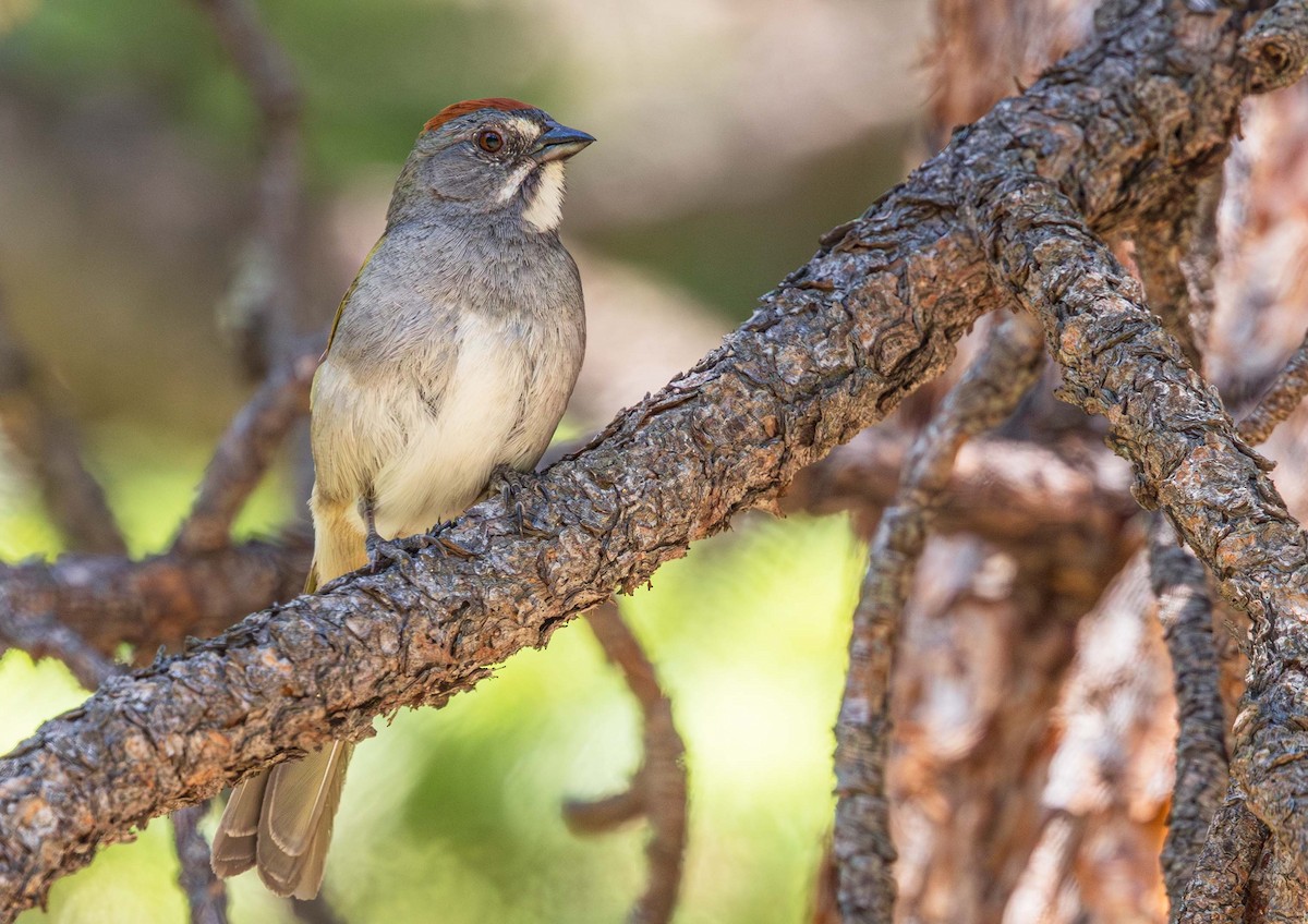 Green-tailed Towhee - Pipilo chlorurus - Media Search - Macaulay ...