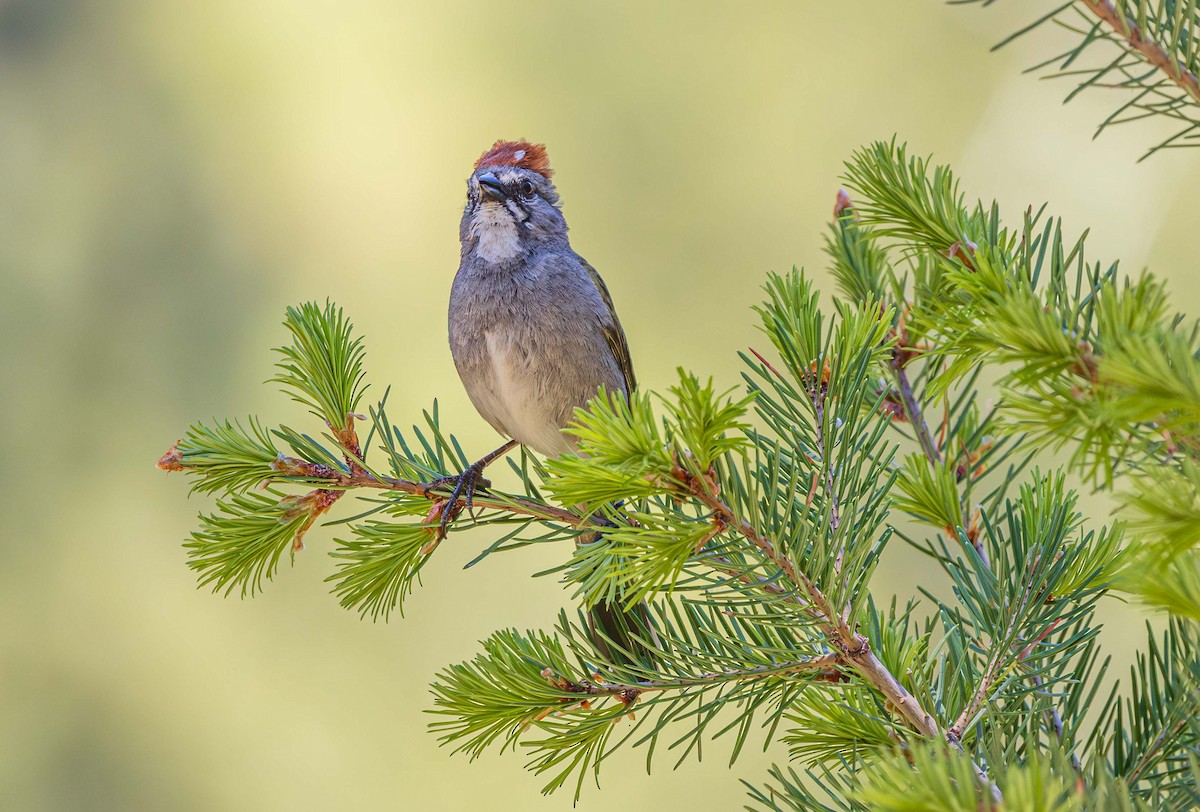 Green-tailed Towhee - Pipilo chlorurus - Media Search - Macaulay ...
