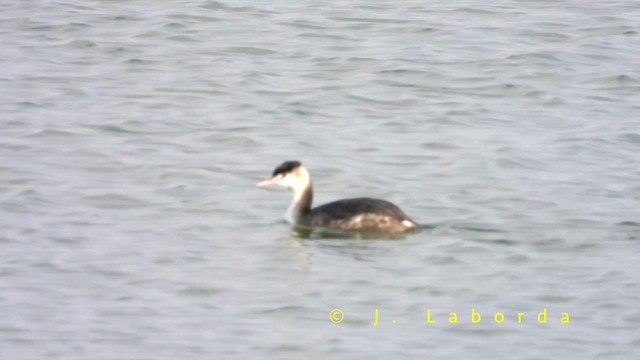 Great Crested Grebe - ML659160897