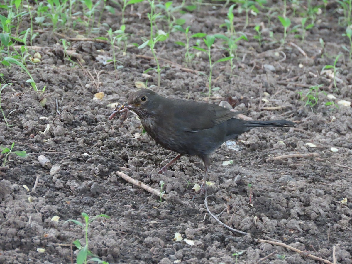 Eurasian Blackbird - ML659160898