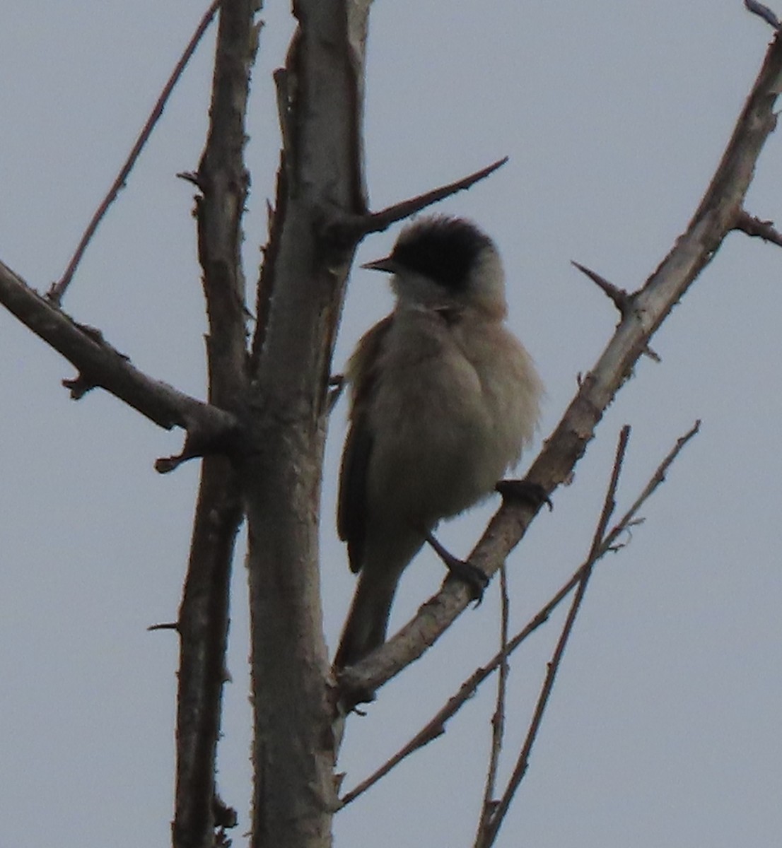 White-crowned Penduline-Tit - ML659160997