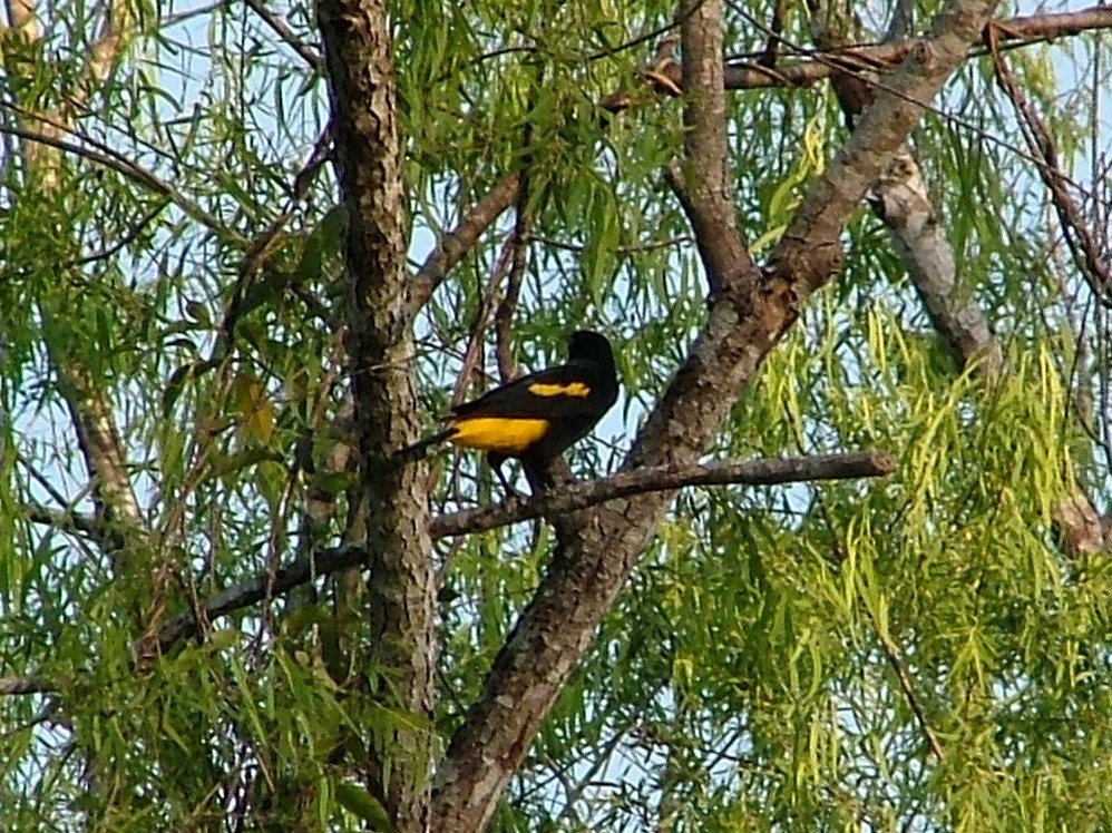 Cacique Lomiamarillo - ML659161020