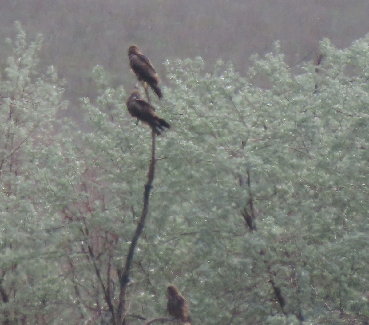 Black Kite (Black-eared) - ML659161120