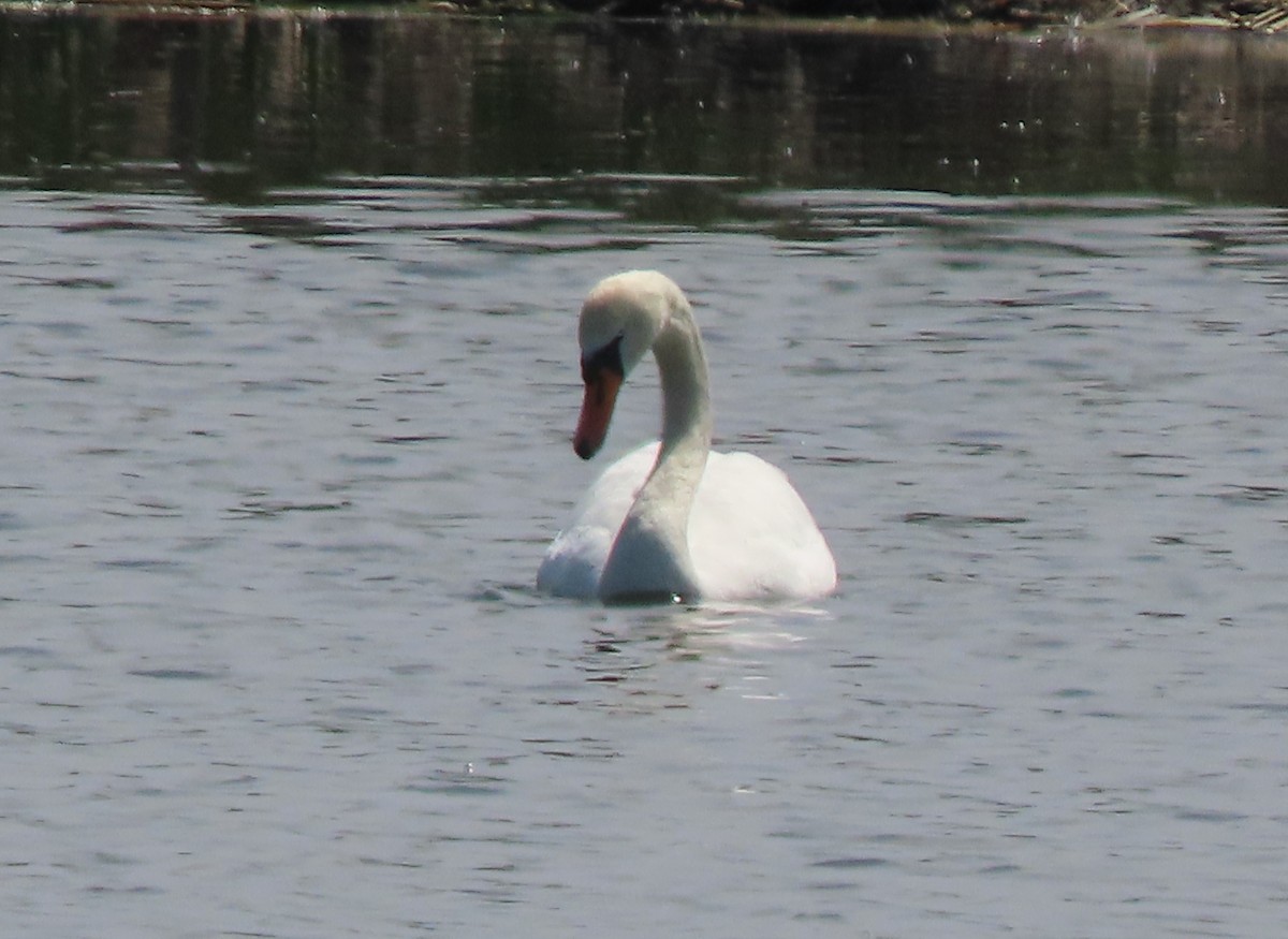 Mute Swan - ML659161173