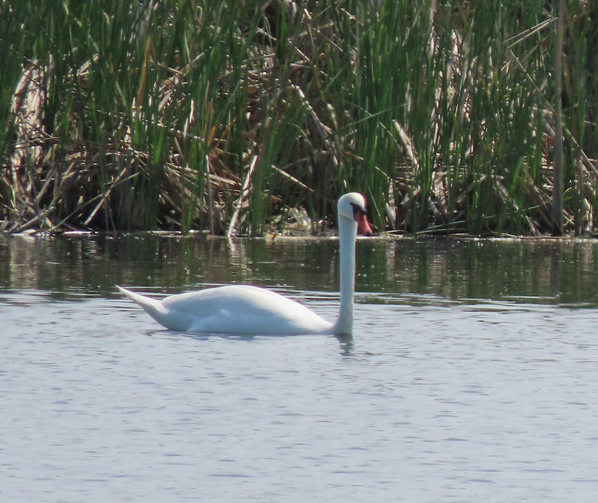 Mute Swan - ML659161174