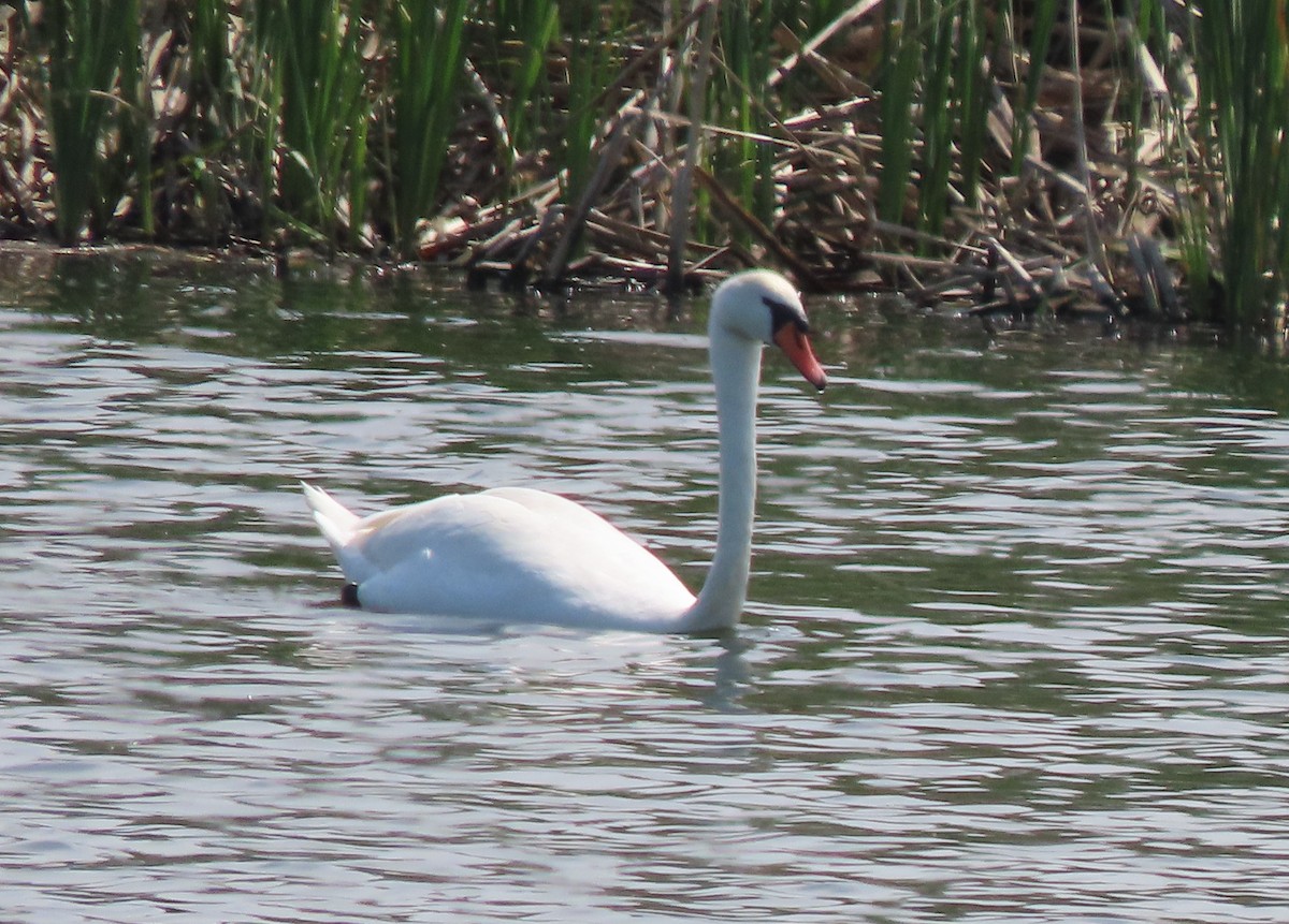 Mute Swan - ML659161175