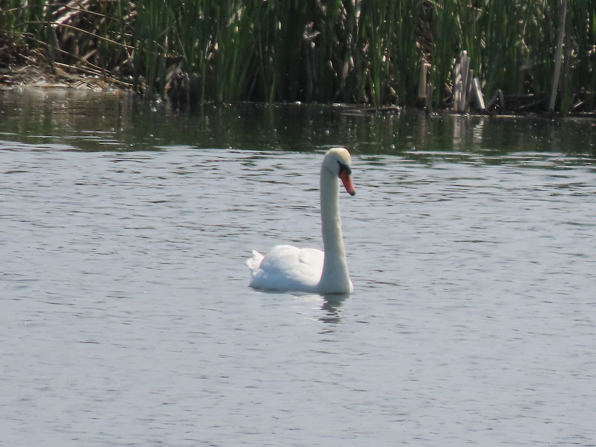 Mute Swan - ML659161176