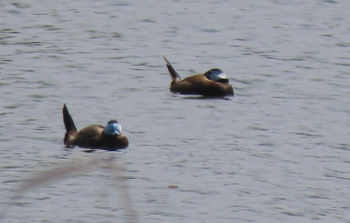 White-headed Duck - ML659161200