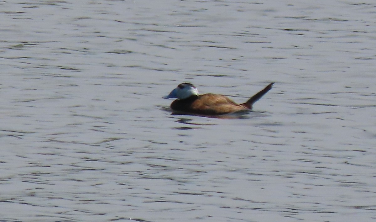 White-headed Duck - ML659161201