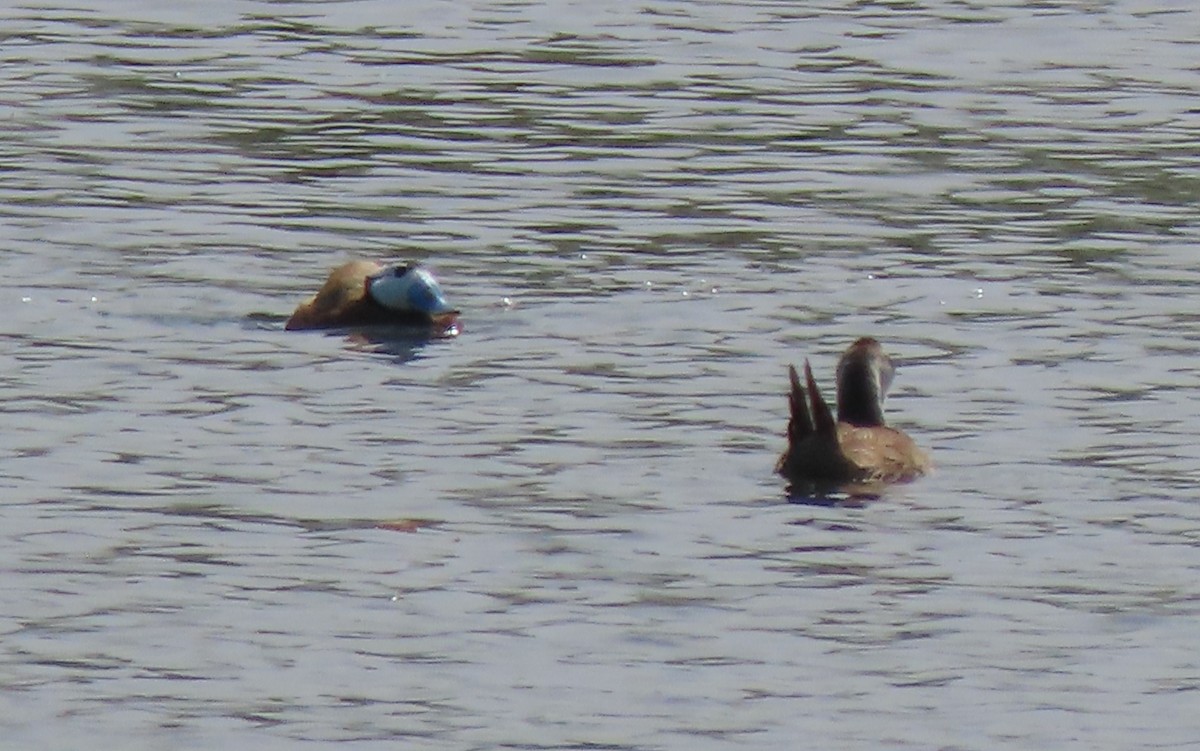 White-headed Duck - ML659161202