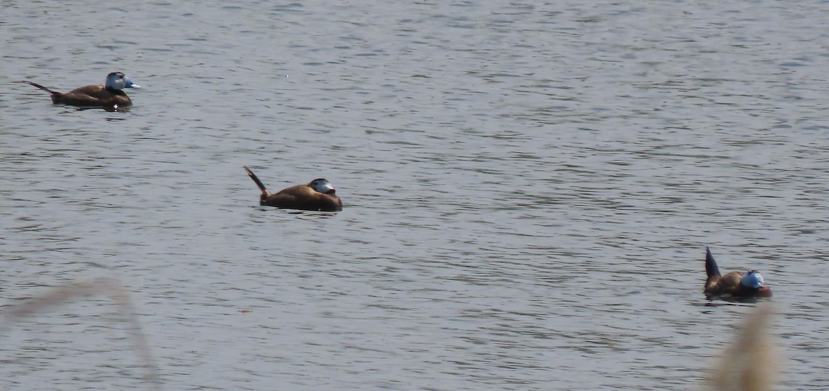 White-headed Duck - ML659161203