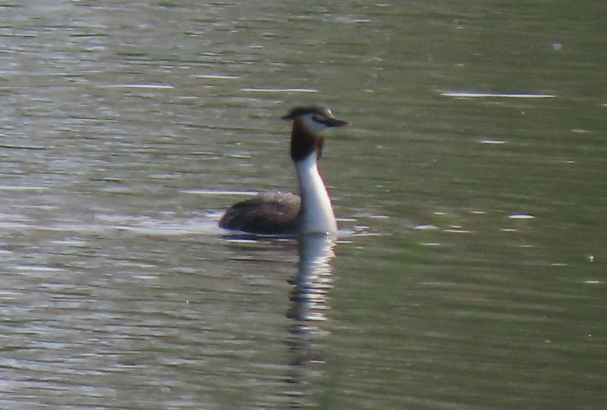 Great Crested Grebe - ML659161281
