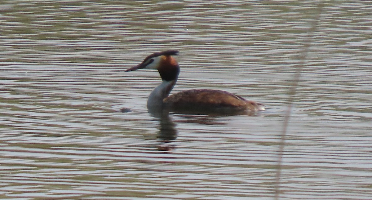 Great Crested Grebe - ML659161282
