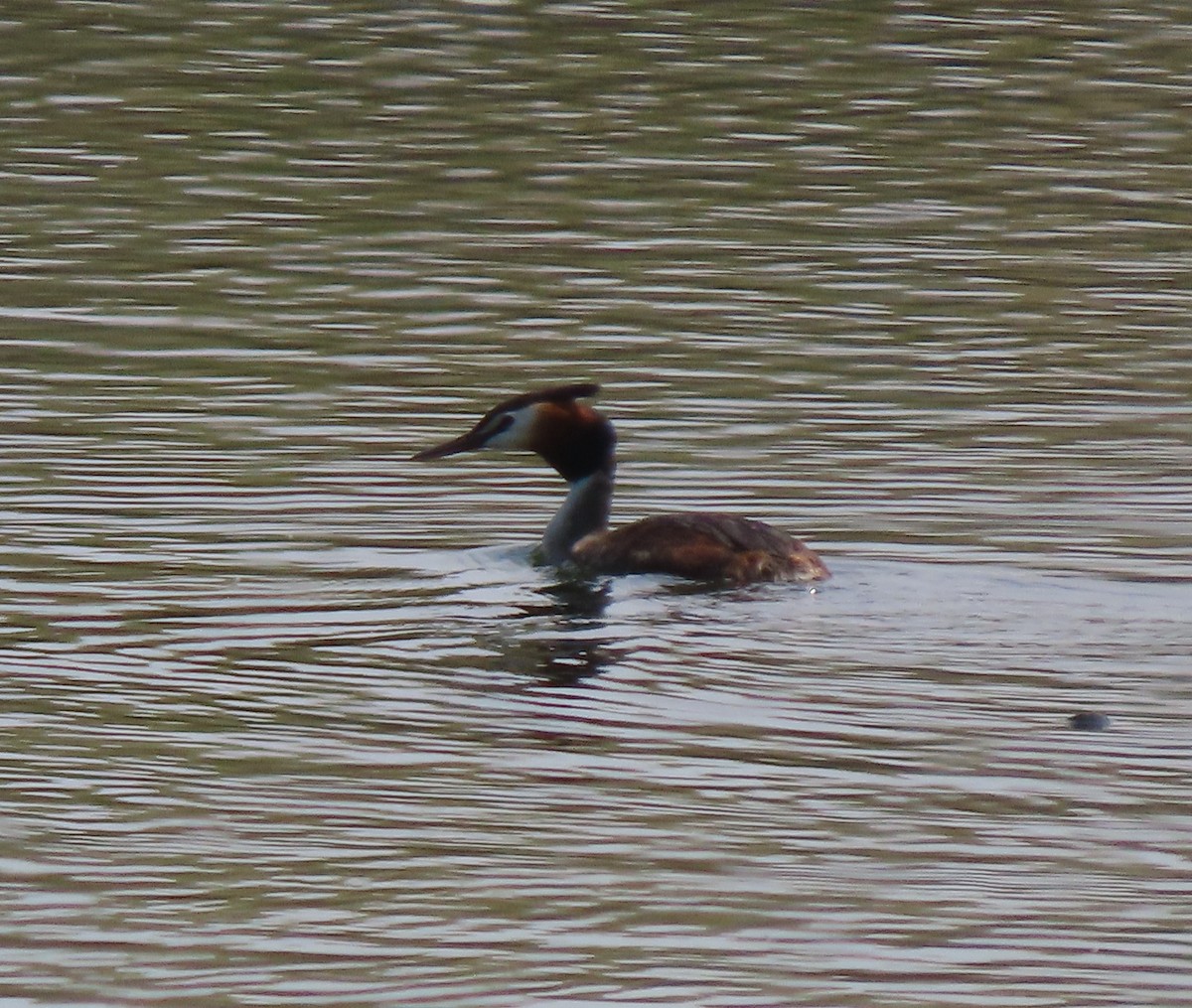 Great Crested Grebe - ML659161283