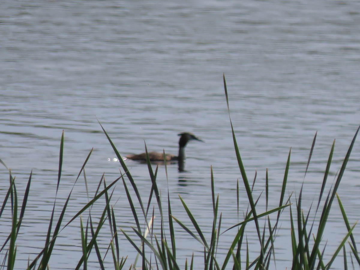 Great Crested Grebe - ML659161284