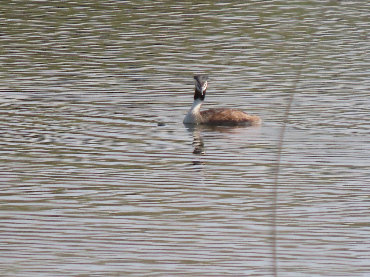 Great Crested Grebe - ML659161285