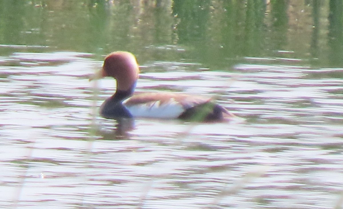 Red-crested Pochard - ML659161345