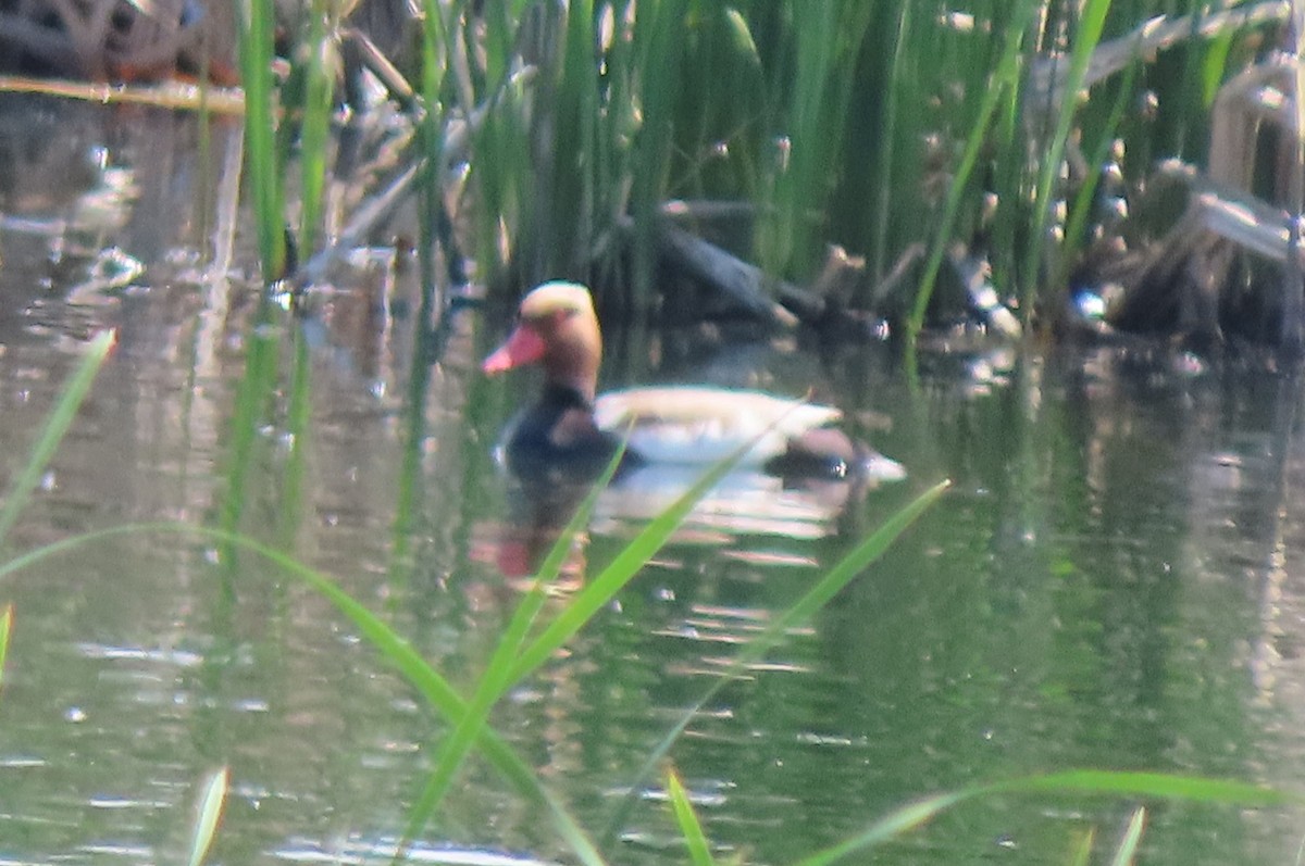 Red-crested Pochard - ML659161346
