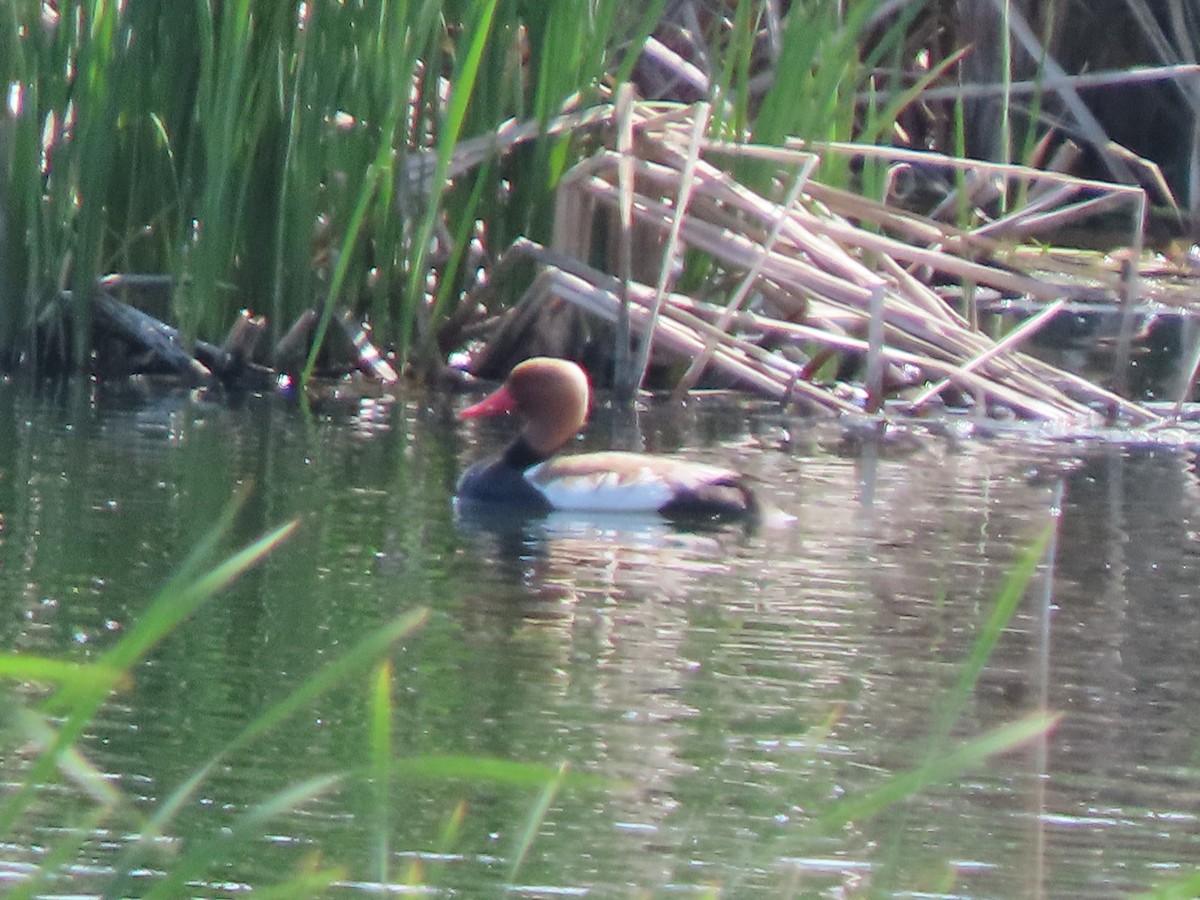 Red-crested Pochard - ML659161347