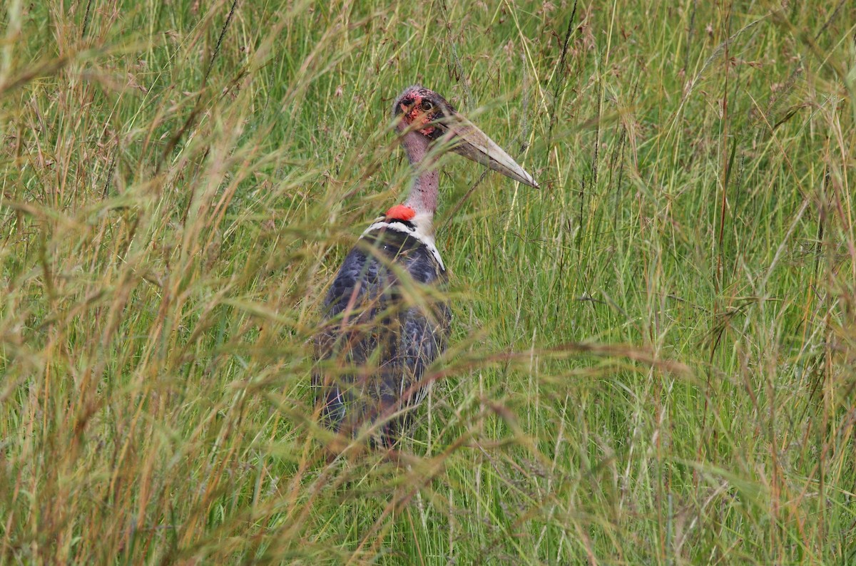 marabu africký - ML659162040