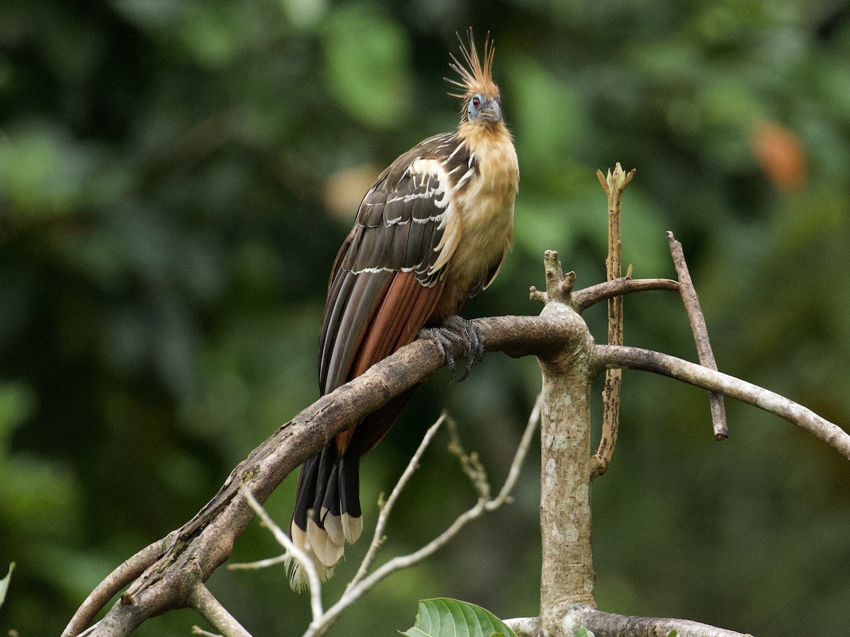 Hoatzin - ML659162547