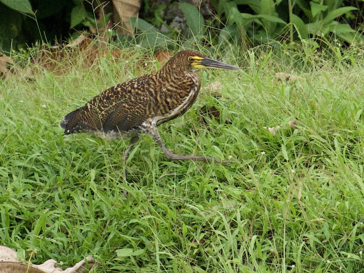 Rufescent Tiger-Heron - ML659162554