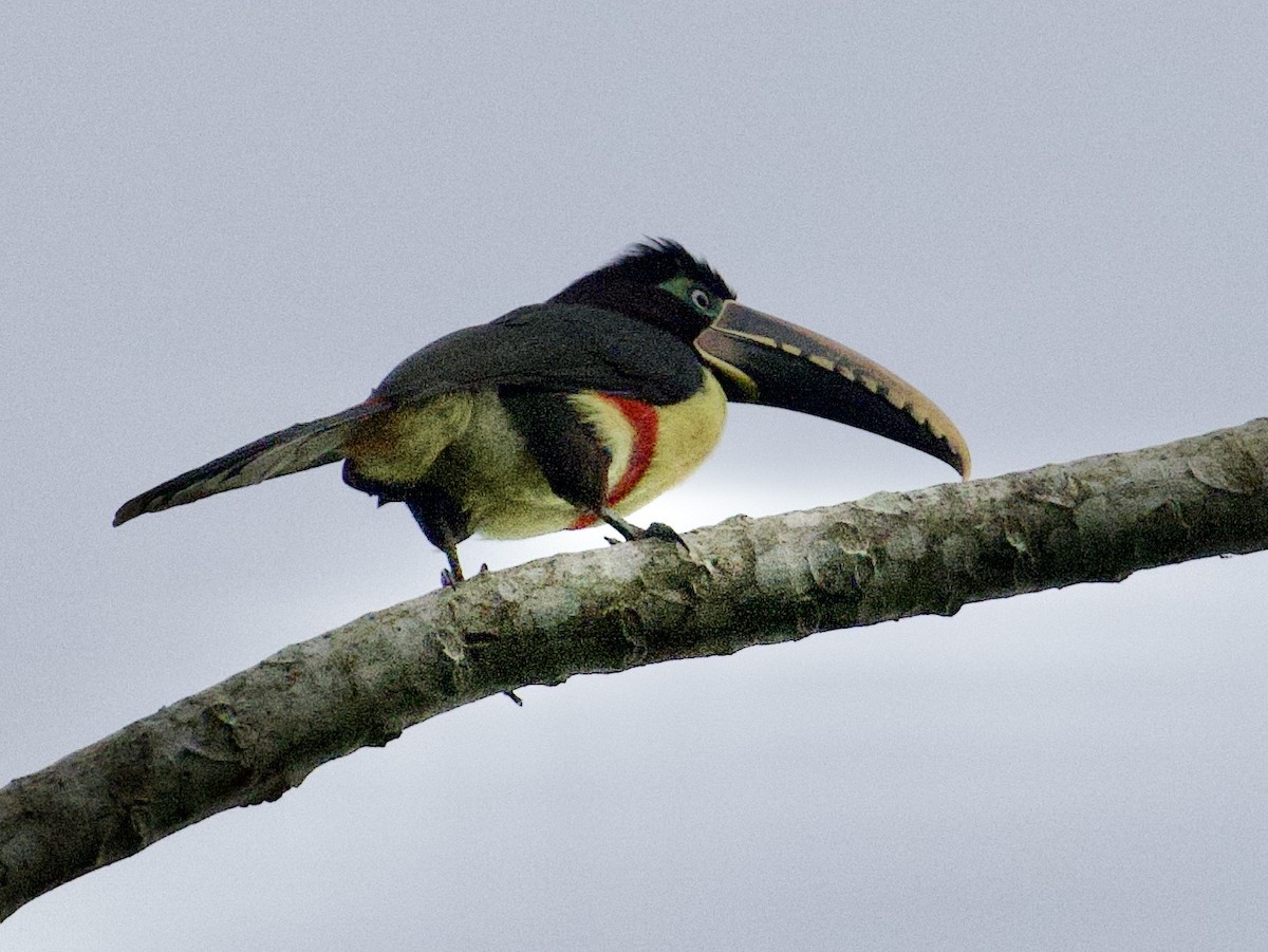 Chestnut-eared Aracari - ML659162560