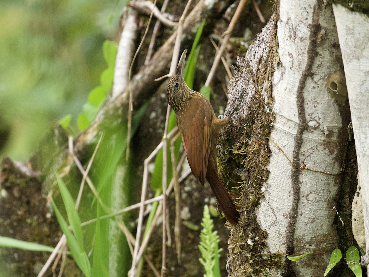 Buff-throated Woodcreeper - ML659162571