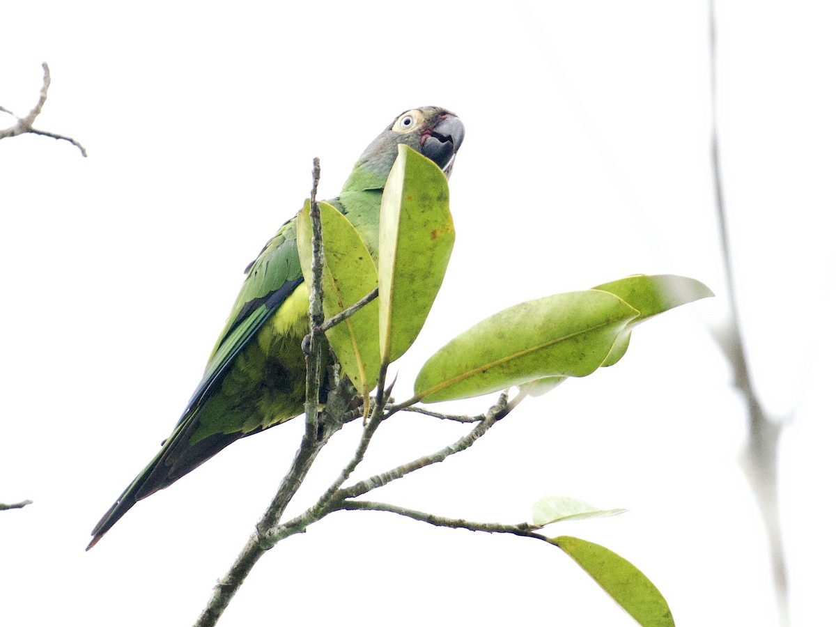 Dusky-headed Parakeet - ML659162705