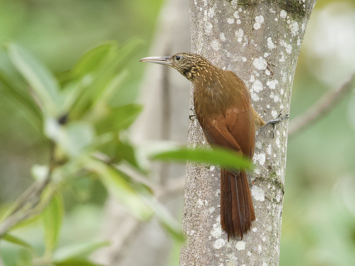 Buff-throated Woodcreeper - ML659162711