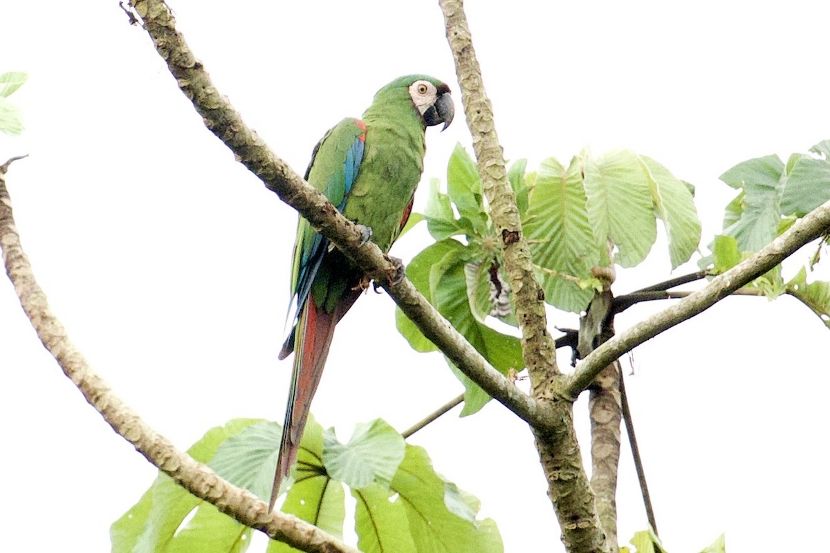 Chestnut-fronted Macaw - ML659162749