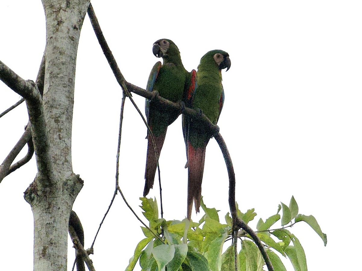 Chestnut-fronted Macaw - ML659162750