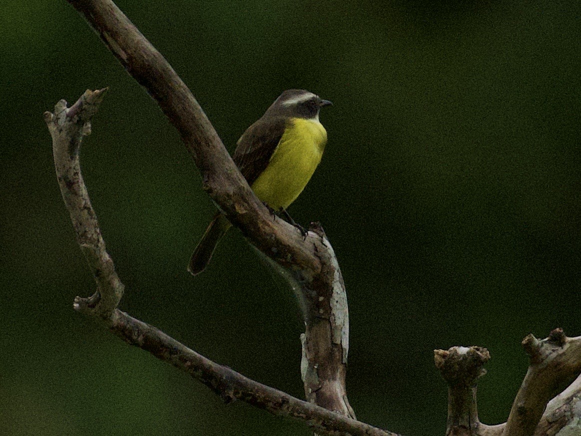 Social Flycatcher - ML659162764