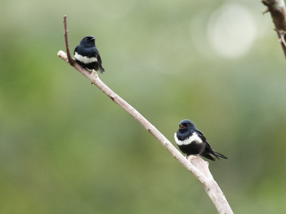 White-banded Swallow - ML659162766