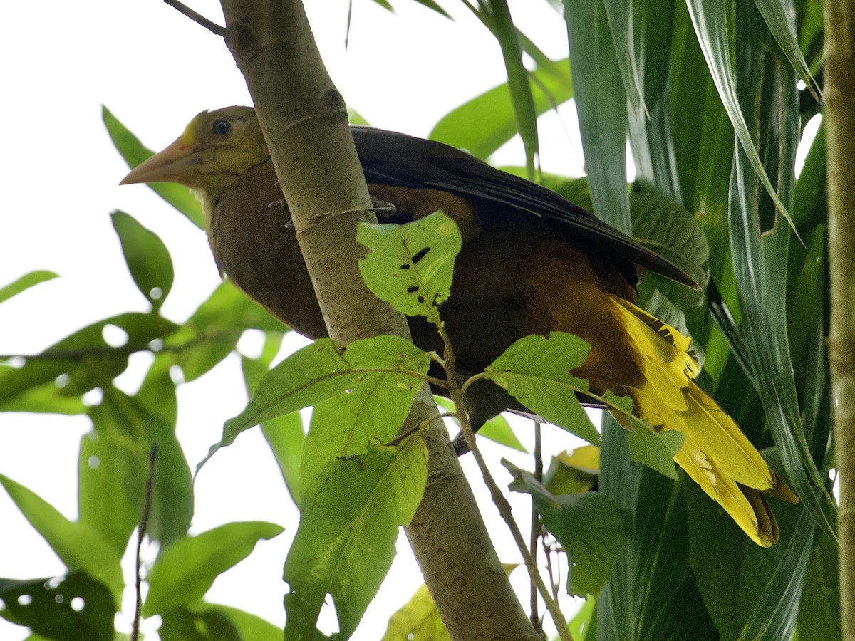 Russet-backed Oropendola - ML659162772
