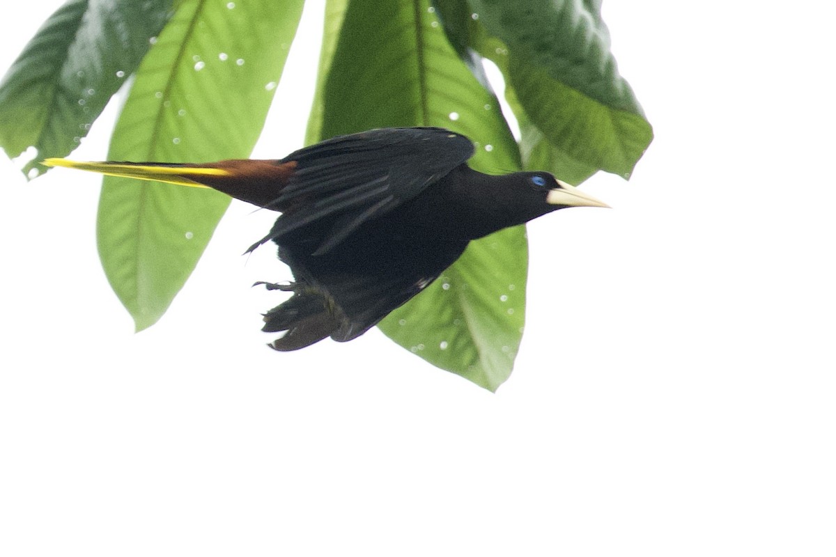 Crested Oropendola - ML659162802