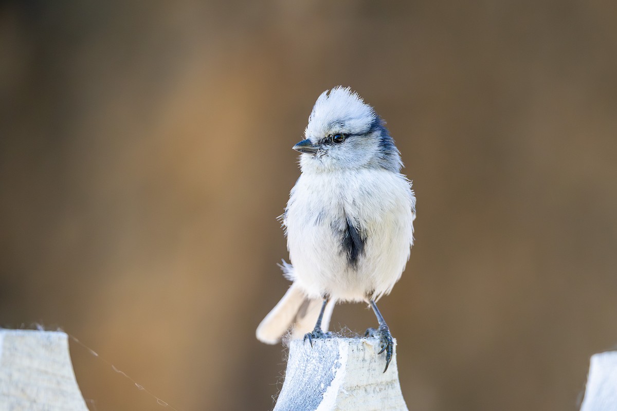 Azure Tit (Azure) - ML659163002