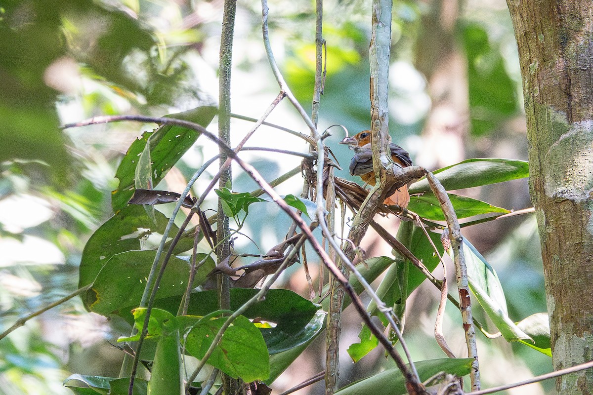 Cinnamon-rumped Foliage-gleaner - ML659165567