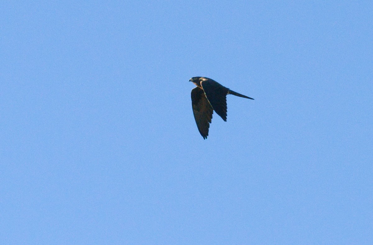 Black Falcon - ML659165707